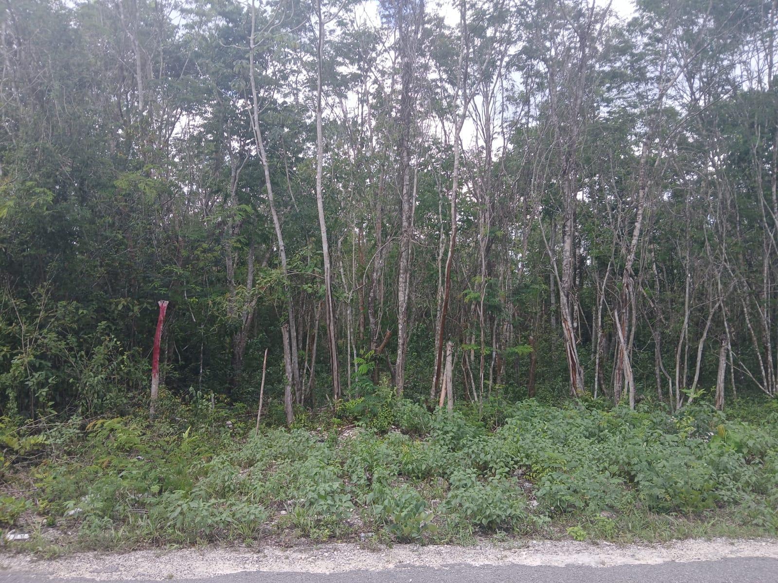 Remato 6.2 HECTÁREAS KM 7.7 CAMINO A FRANCISCO MAY CANCÚN