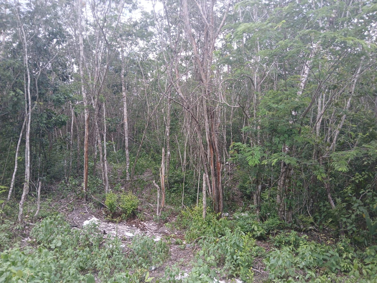 Remato 6.2 HECTÁREAS KM 7.7 CAMINO A FRANCISCO MAY CANCÚN