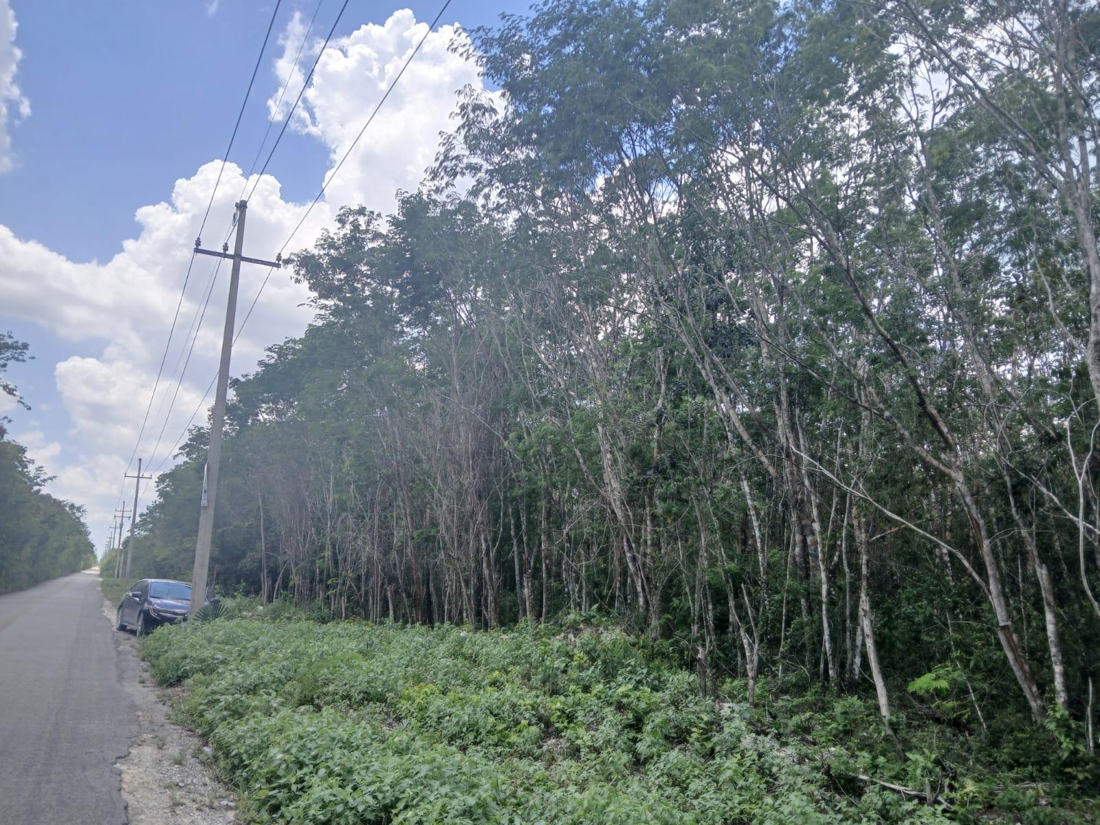 Remato 6.2 HECTÁREAS KM 7.7 CAMINO A FRANCISCO MAY CANCÚN